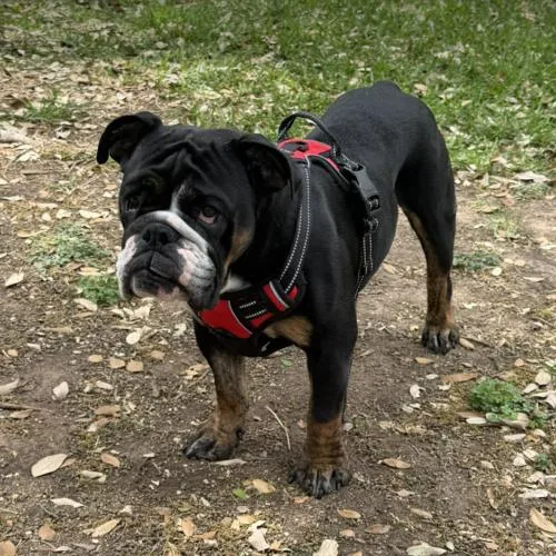 A young medium-sized female Bicolor English Bulldog dog named Halo for adoption in Austin, TX