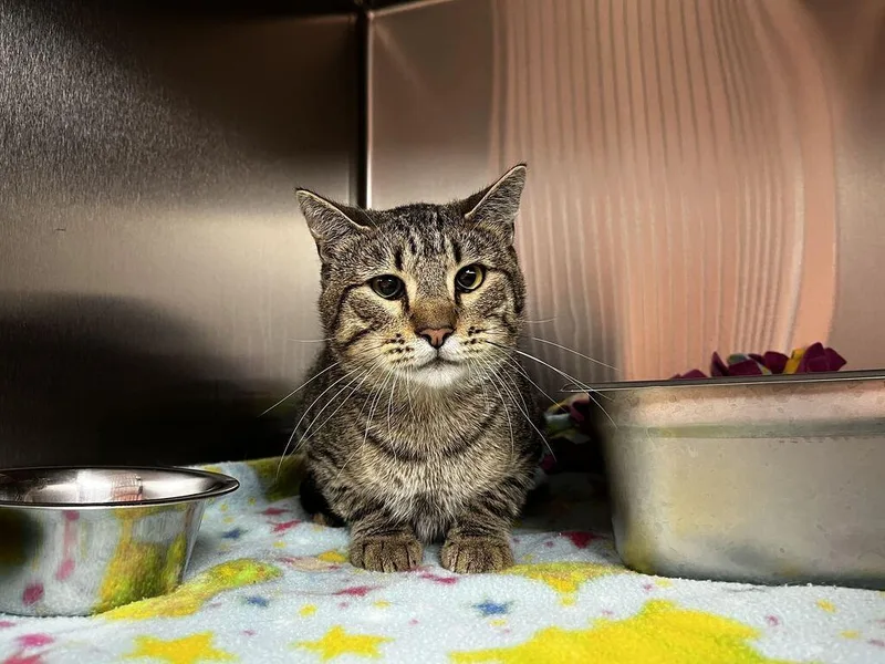 A young medium-sized male Domestic Short Hair cat named Hugo for adoption in Logan, UT