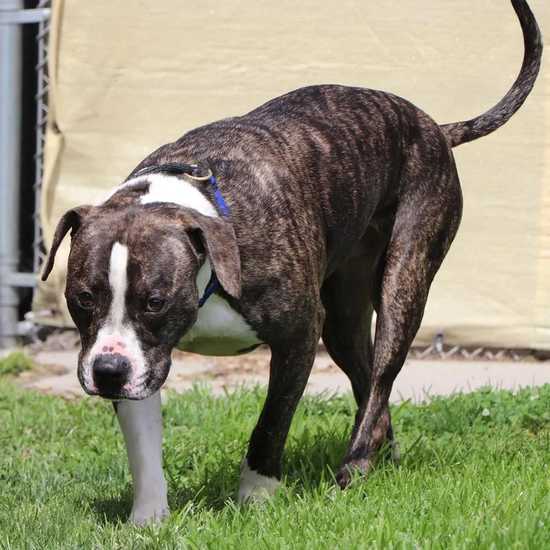 A young large-sized male Pit Bull Terrier dog named Phoenix for adoption in Port Washington, NY