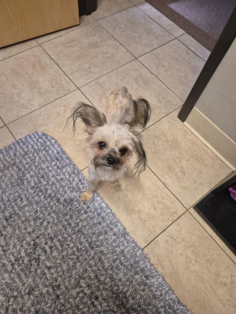 An adult small-sized male Chinese Crested Dog dog named Noah for adoption in Colorado Springs, CO