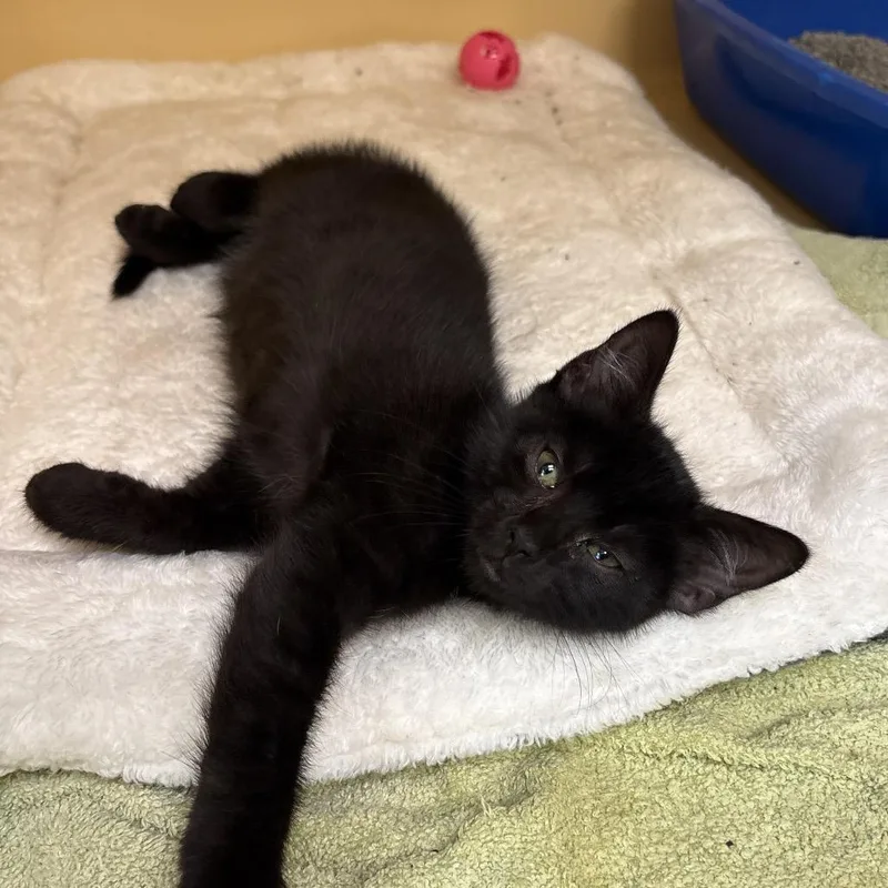 A baby small-sized female Black Domestic Short Hair cat named Ghost for adoption in East Hanover, NJ