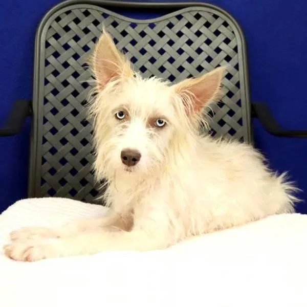An adult small-sized female Terrier dog named Marla for adoption in Fort Davis, TX