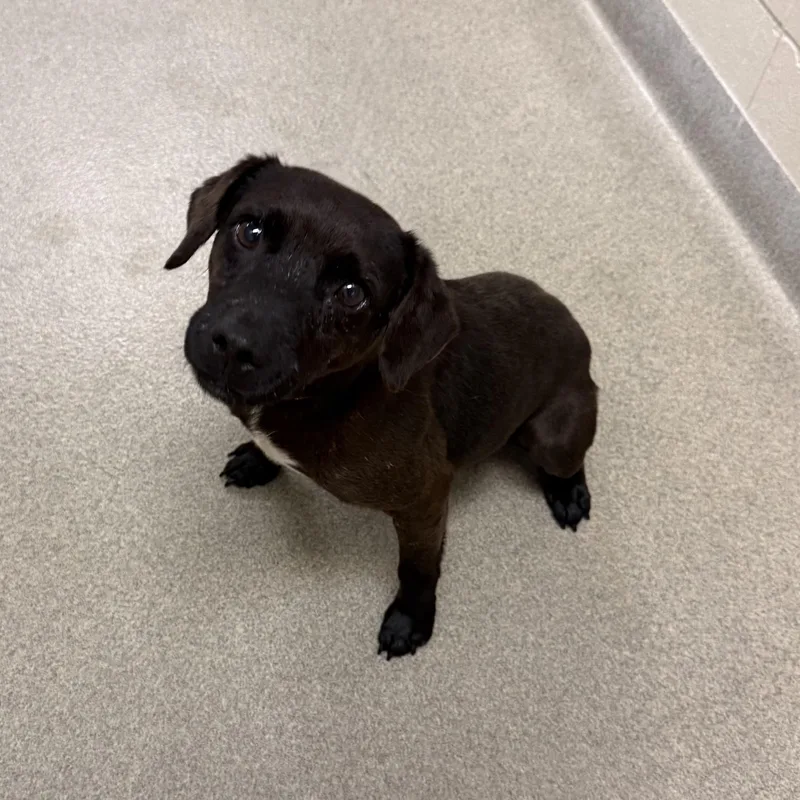 An adult small-sized male Terrier dog named Lindor for adoption in Kearney, NE