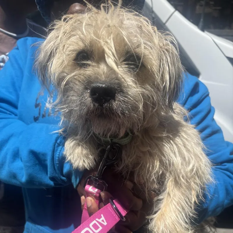 An adult small-sized female Yellow / Tan / Blond / Fawn Terrier dog named Juna for adoption in Point Richmond, CA