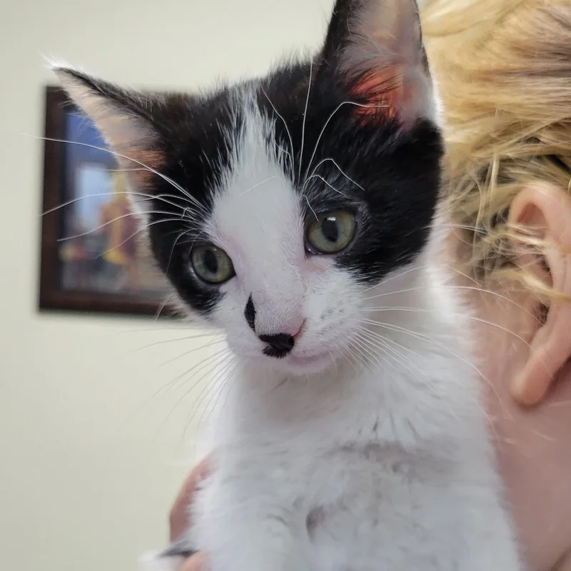 A baby medium-sized female Black & White / Tuxedo Domestic Short Hair cat named Miso for adoption in Mazon, IL
