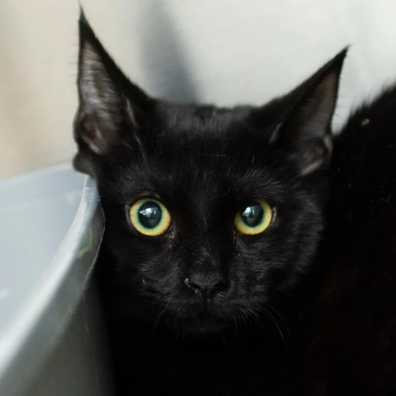 A young medium-sized female Black Domestic Short Hair cat named Stormy for adoption in Middletown, RI