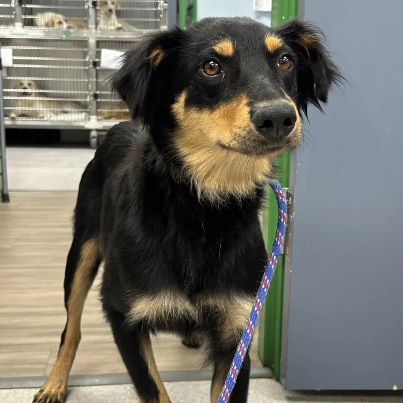 A young medium-sized female Australian Shepherd dog named Cha Cha for adoption in Washington, DC