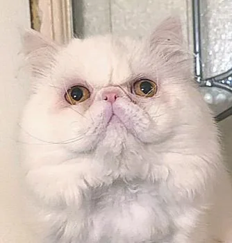 A young medium-sized male White Persian cat named Benny for adoption in Converse, TX