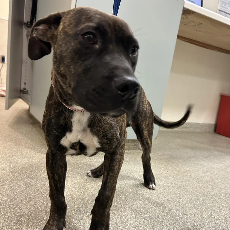 Mushroom thumbnail 2