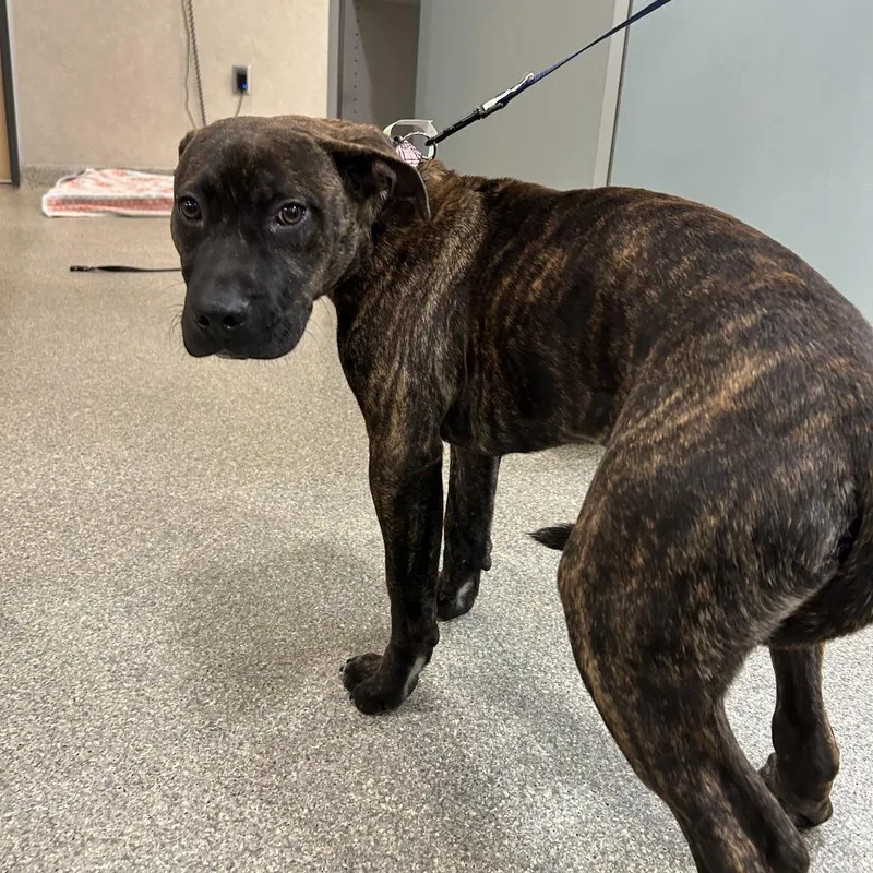 Mushroom thumbnail 3