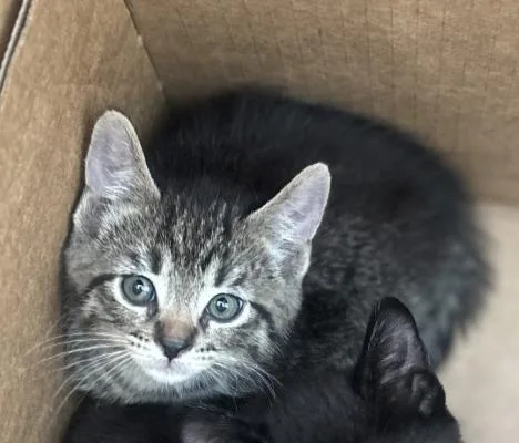 A baby medium-sized female Domestic Short Hair cat named Sea for adoption in Dallas, TX