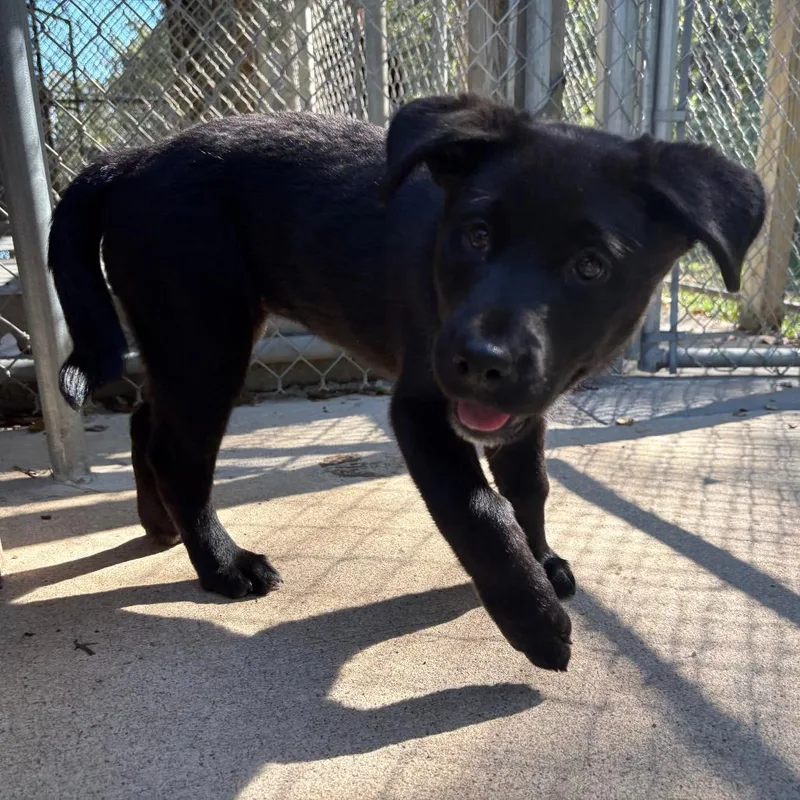 A baby small-sized female Black Labrador Retriever dog named Boo Berry for adoption in Cabot, AR
