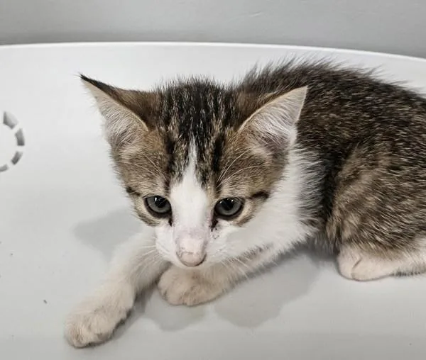 A baby small-sized female Domestic Short Hair cat named Hex for adoption in Cleveland, TN