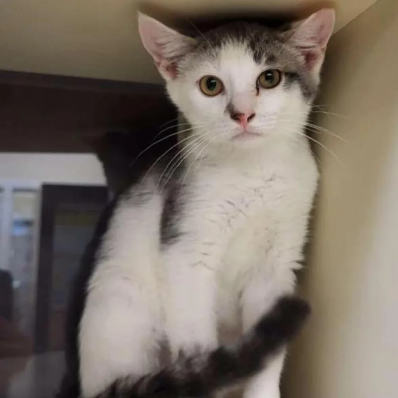 A baby small-sized male Gray / Blue / Silver Domestic Short Hair cat named Spice for adoption in Waynesboro, PA