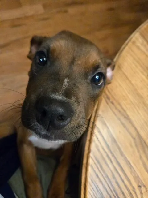 A baby medium-sized female Boxer dog named Roxy for adoption in Aurora, IL