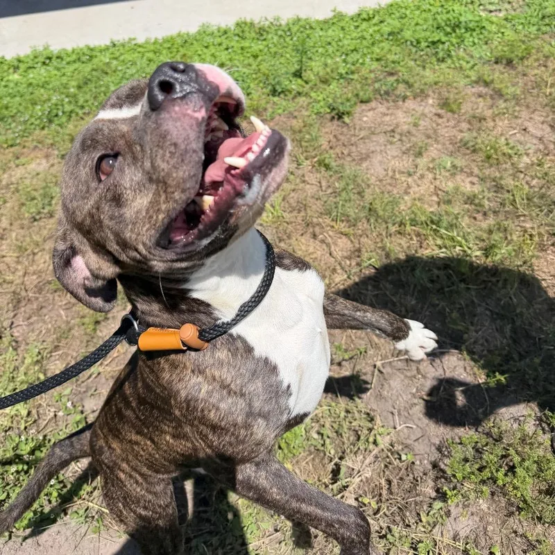 Duke