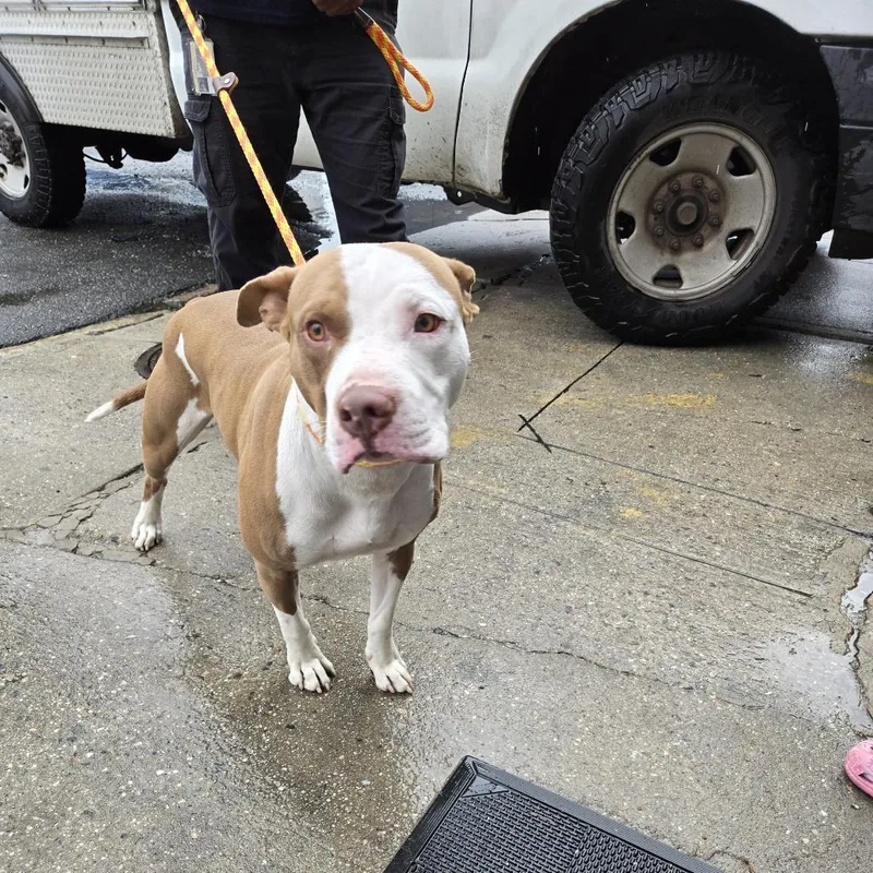 An adult medium-sized male Yellow / Tan / Blond / Fawn Pit Bull Terrier dog named Gangster for adoption in Newark, NJ
