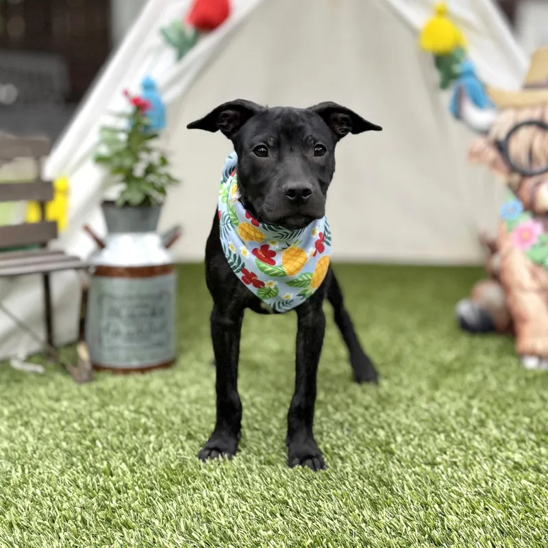 A baby medium-sized male Black Pit Bull Terrier dog named Shadow for adoption in Southport, CT