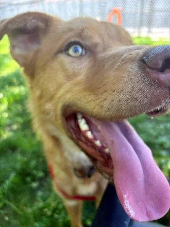 A young medium-sized male Red / Chestnut / Orange Nova Scotia Duck Tolling Retriever dog named Scout for adoption in Bedford Hills, NY