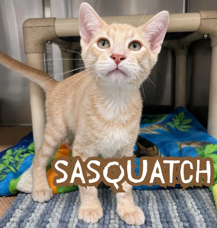 A baby medium-sized male Buff / Tan / Fawn Domestic Short Hair cat named Sasquatch for adoption in Nevada, IA