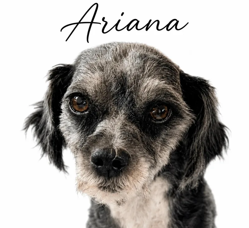 Ariana thumbnail 5