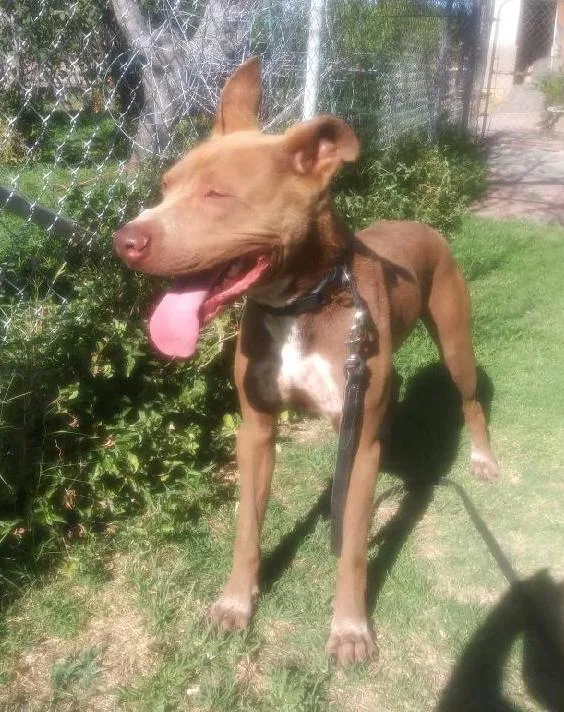 An adult medium-sized male Red / Chestnut / Orange Pit Bull Terrier dog named Ajax for adoption in Ventura, CA