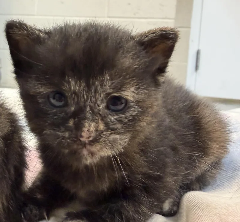 A baby medium-sized female Tortoiseshell cat named Tortie for adoption in Boonville, MO