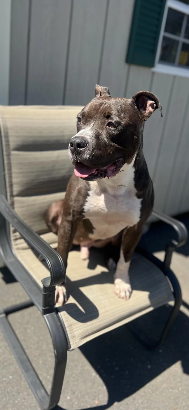 A senior large-sized male Black Pit Bull Terrier dog named Rodney for adoption in New Britain, CT