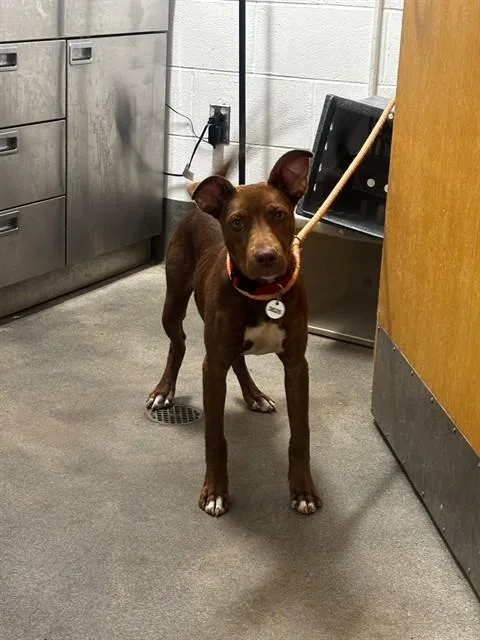 A young medium-sized female Pit Bull Terrier dog named Shay for adoption in Upper Marlboro, MD