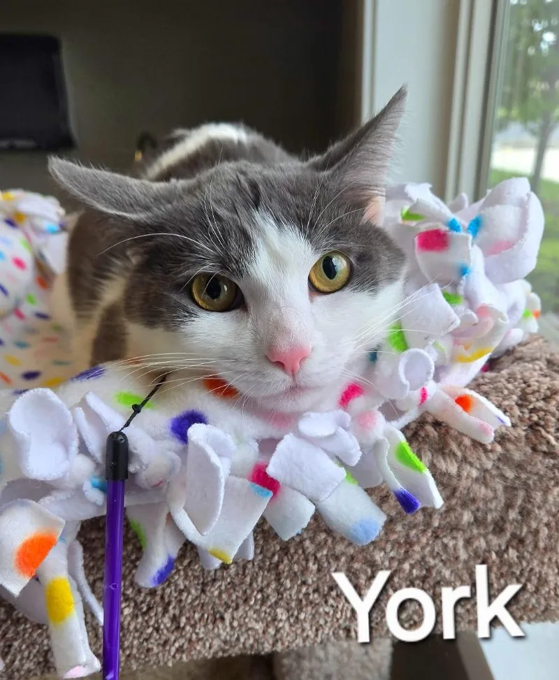 A young large-sized male Domestic Short Hair cat named York for adoption in Sidney, OH