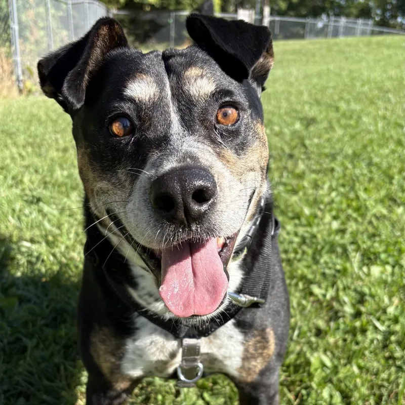An adult medium-sized female Mixed Breed dog named Mocha for adoption in South Burlington, VT