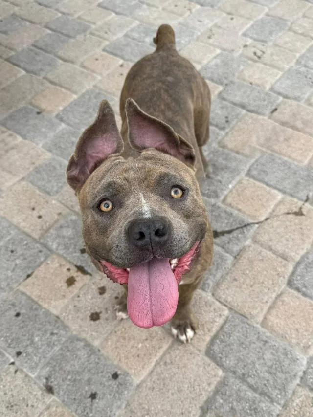 A young large-sized female Pit Bull Terrier dog named Camy for adoption in Santa Maria, CA