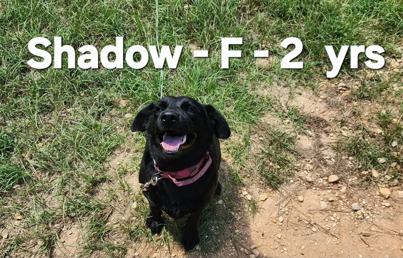 Shadow thumbnail 6