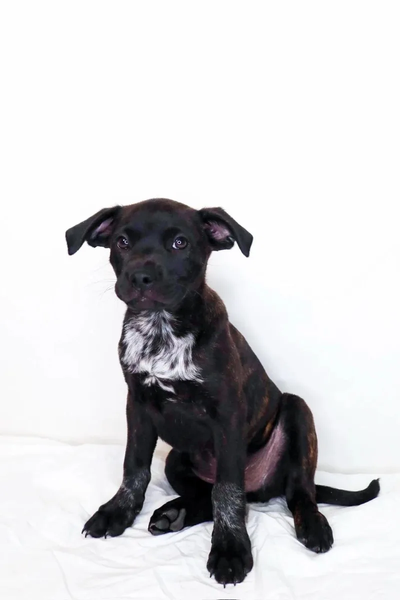 A baby medium-sized male Brindle Catahoula Leopard Dog dog named Fezco for adoption in Bixby, OK