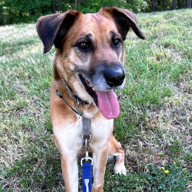 A young medium-sized female Brown / Chocolate Hound dog named Penny for adoption in Alexandria, VA