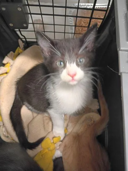 A baby small-sized male Domestic Short Hair cat named Gabel for adoption in Atlanta, GA