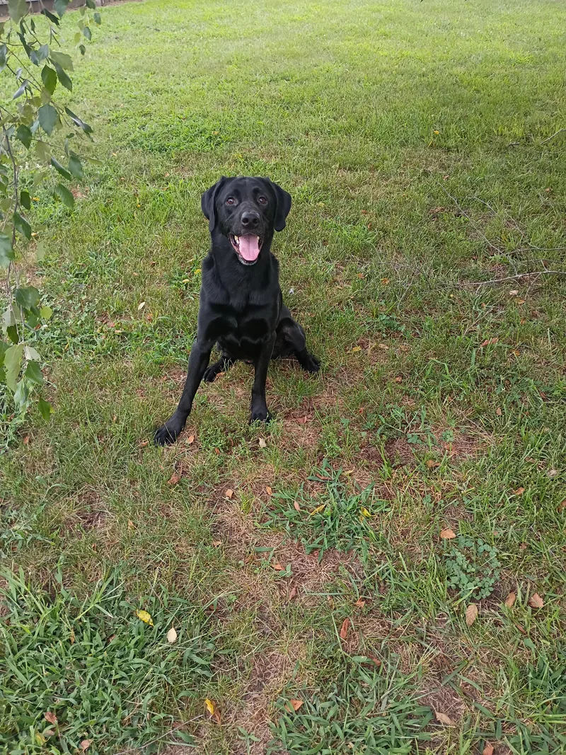 An adult large-sized male Black Labrador Retriever dog named Blue for adoption in Salisbury, MD
