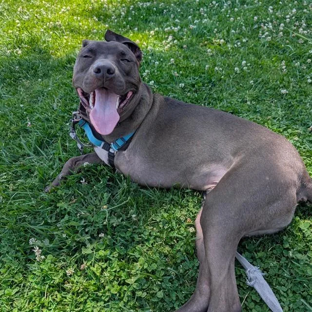 A young medium-sized male Pit Bull Terrier dog named Eclipse for adoption in Alameda, CA