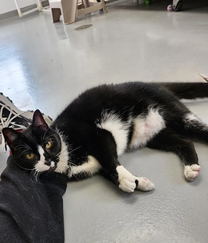 A senior large-sized male Black & White / Tuxedo Domestic Short Hair cat named Luka for adoption in Medfield, MA
