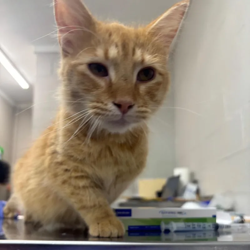 An adult medium-sized male Orange / Red Domestic Short Hair cat named Ice Cube for adoption in Clanton, AL