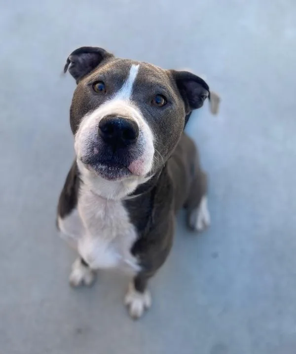 An adult large-sized male Pit Bull Terrier dog named Chubbz for adoption in Monterey, CA