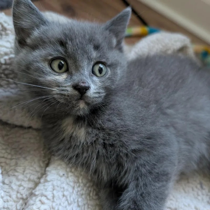 A baby small-sized female Calico Domestic Short Hair cat named Margot for adoption in Lexington, KY