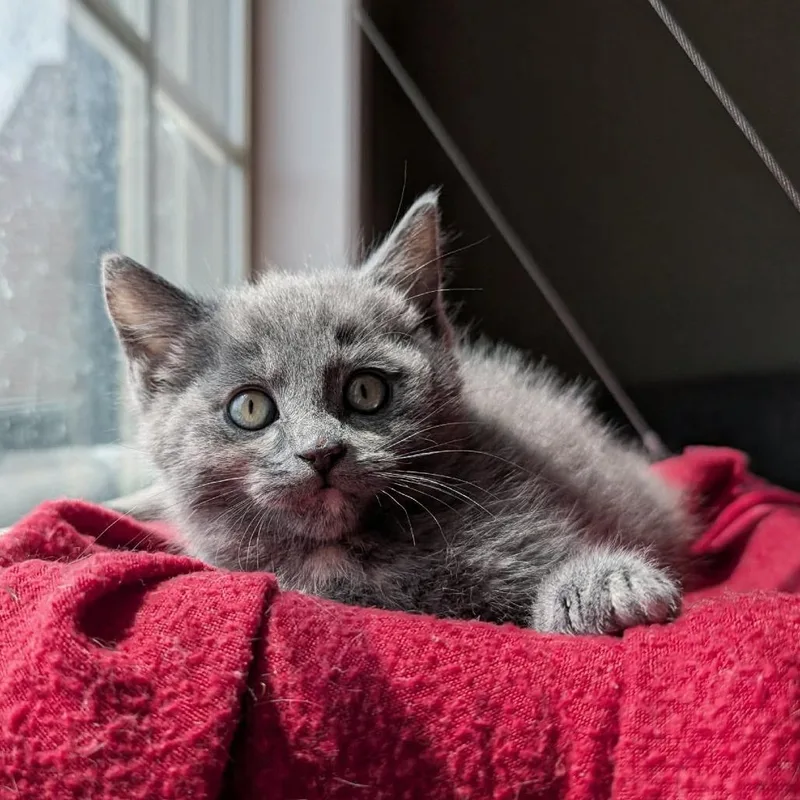 Margot thumbnail 4