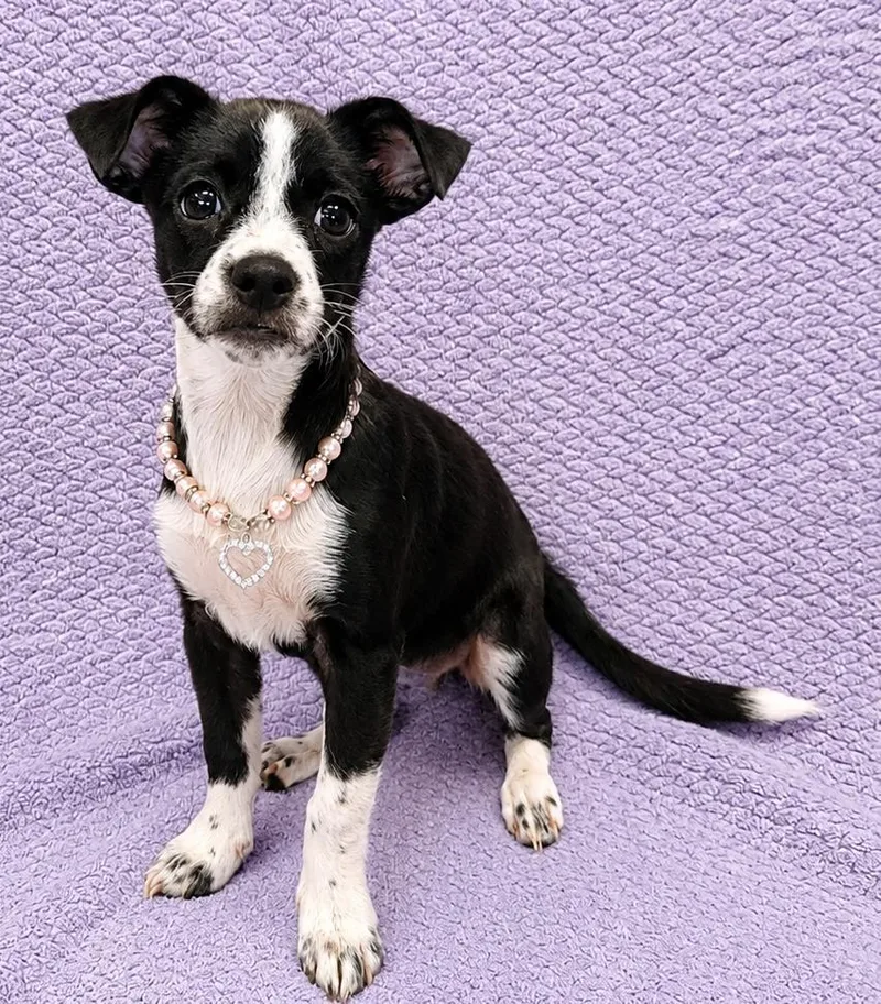 A baby small-sized female Chiweenie dog named Samantha for adoption in Lodi, CA