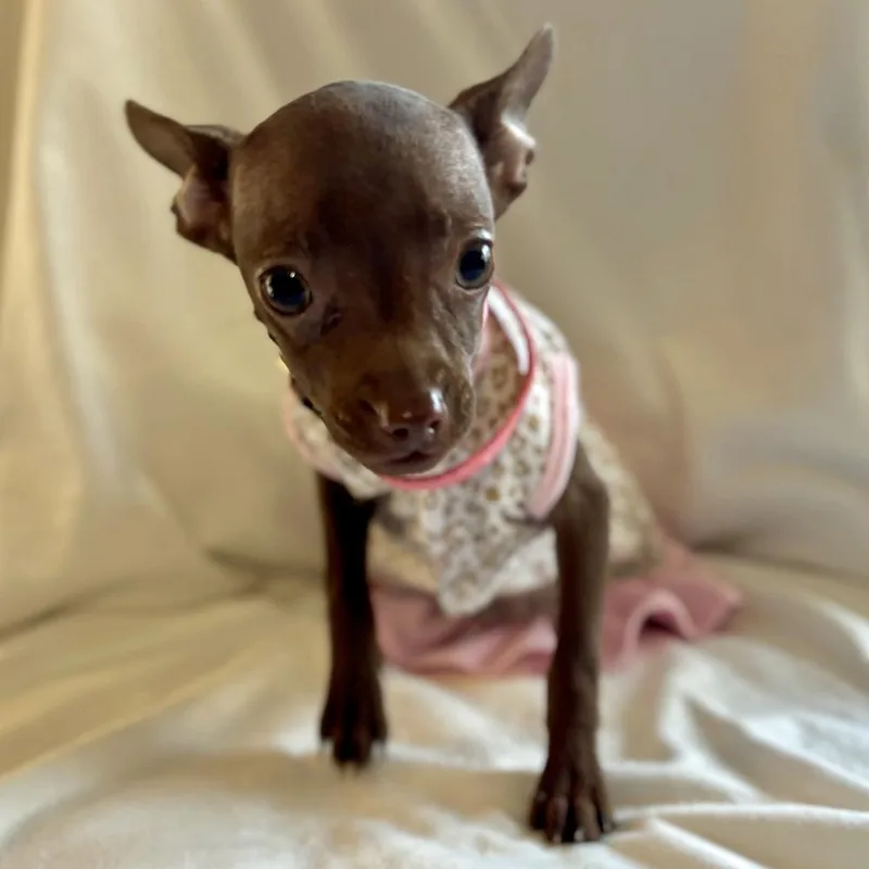 Little Girl thumbnail 2