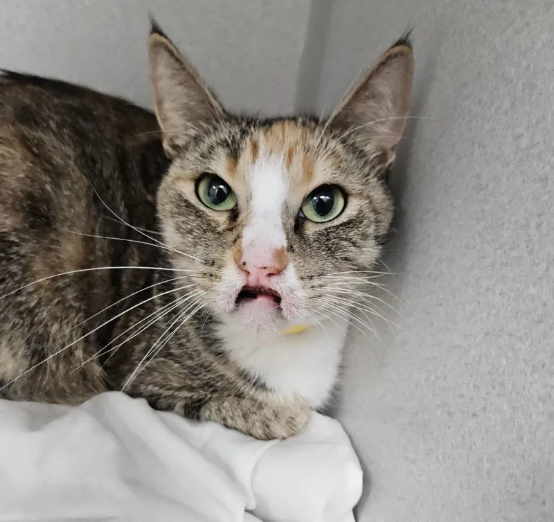 An adult small-sized female Domestic Short Hair cat named Clarice for adoption in Los Angeles, CA