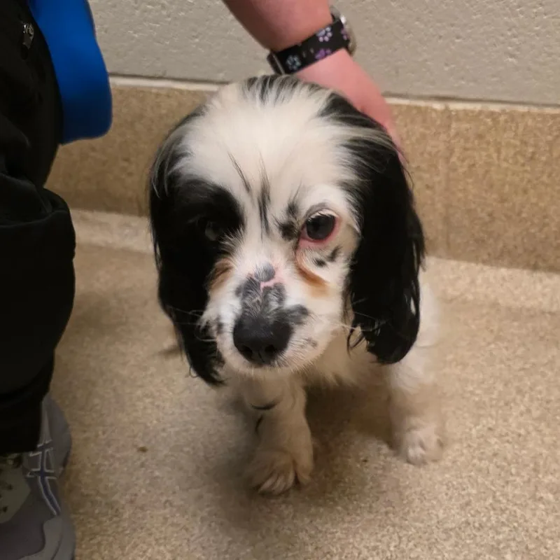 A young small-sized female White / Cream Spaniel dog named Bo Peep for adoption in Bristol, IN