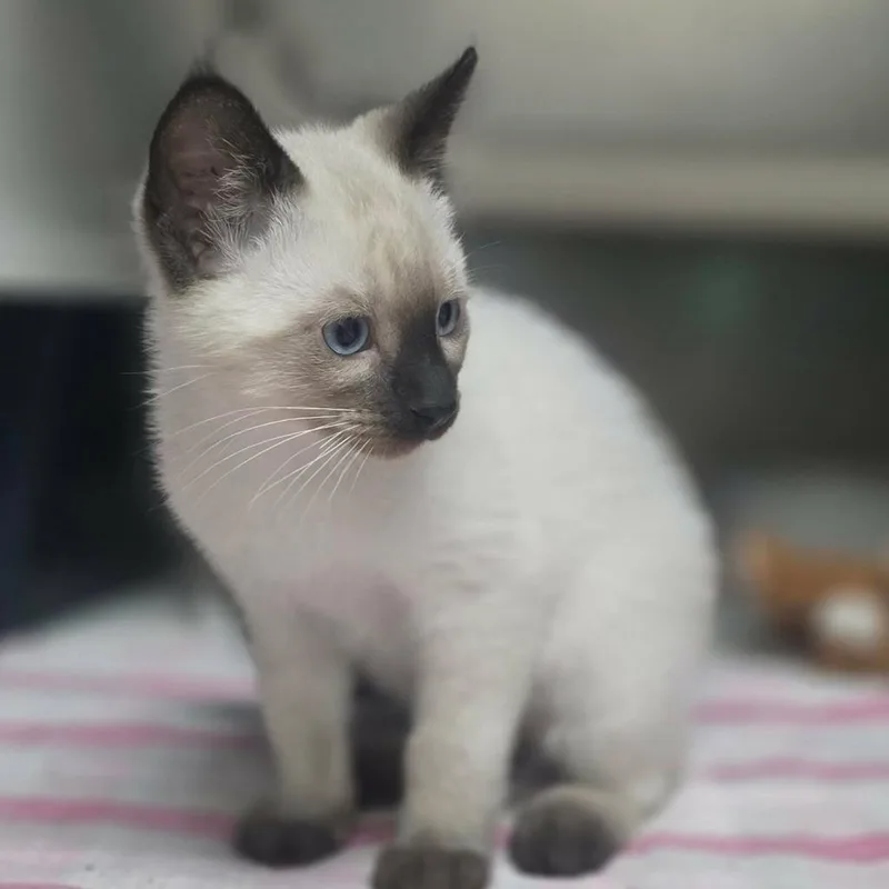 A baby medium-sized male Siamese cat named Berlioz for adoption in Sunrise Beach, MO
