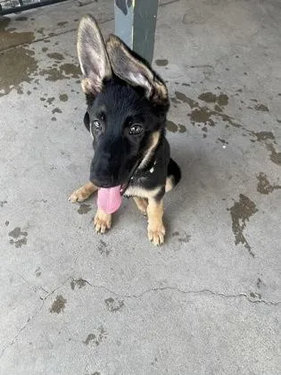 A young large-sized female German Shepherd Dog dog named Boba for adoption in Plano, TX