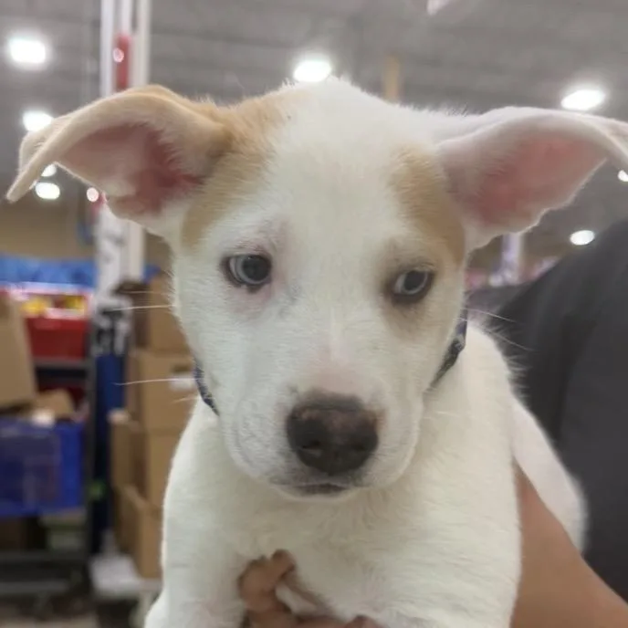 A baby small-sized male White / Cream Mixed Breed dog named Austin for adoption in Midland, TX